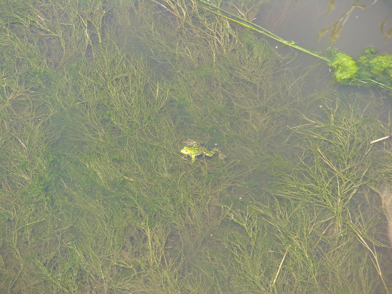 un tributo alle rane verdi - Pelophylax sp. (Lazio)